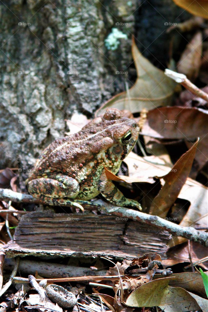 toad hiding among the leaves.