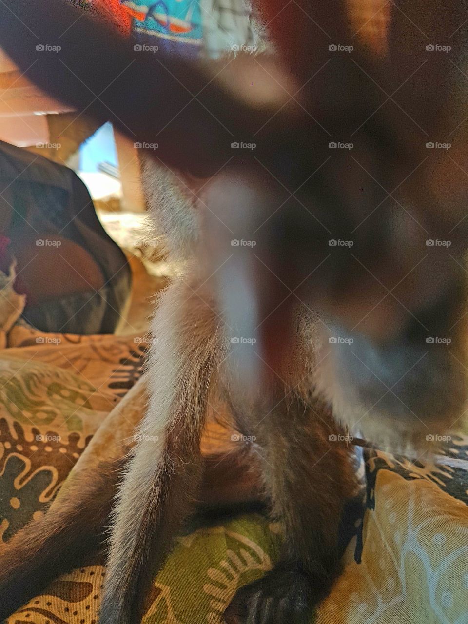 The cutest pets in the world