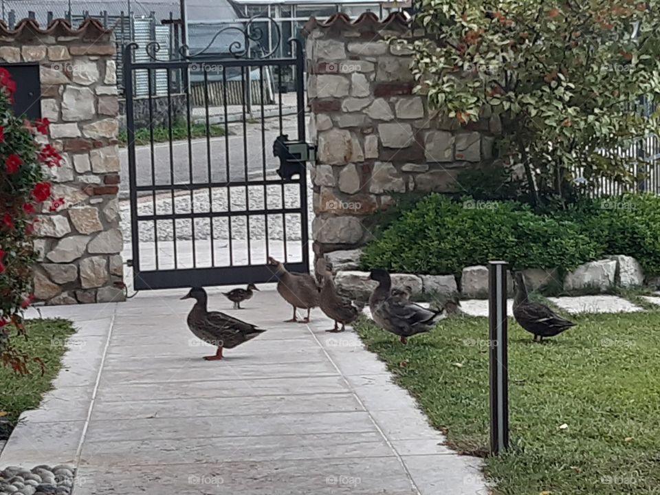 some ducks walking in the garden
