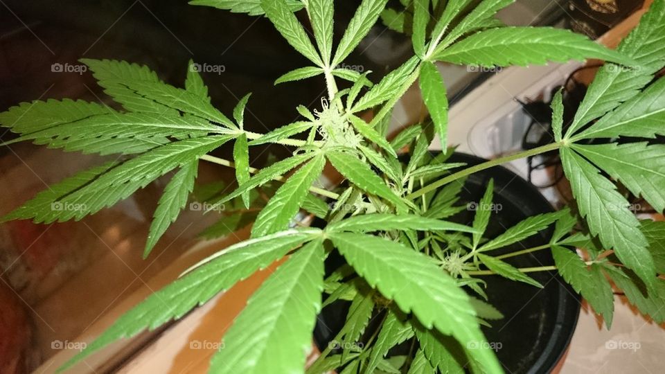 weed plant