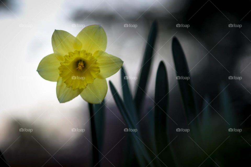 Yellow daffodil