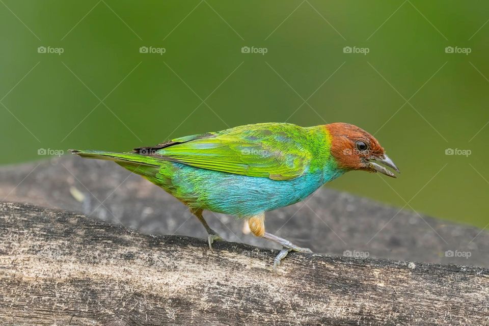 Beautiful and cute bird