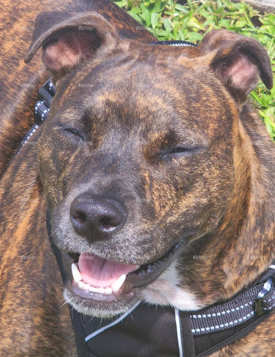 Happy Dog