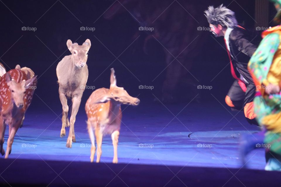 That’s the kangaroo hop then circus China July 2018