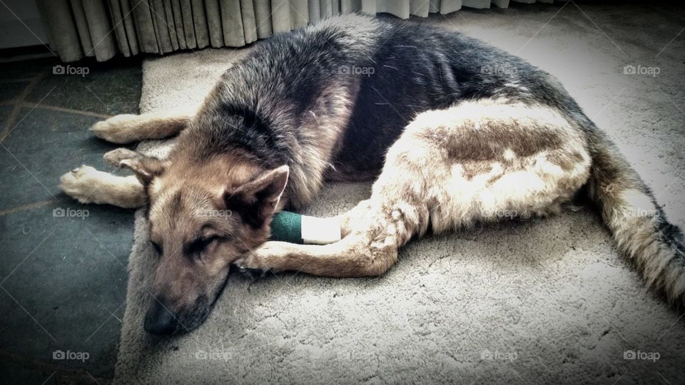 Old Man. Tazzy is a purebred German Shepard who has miraculously made it to the ripe old age of 16. He's been part of the Grosso family since day 1. Although this old dog usually spends his days sleeping, sometimes the young pup in his heart comes out to play ball.