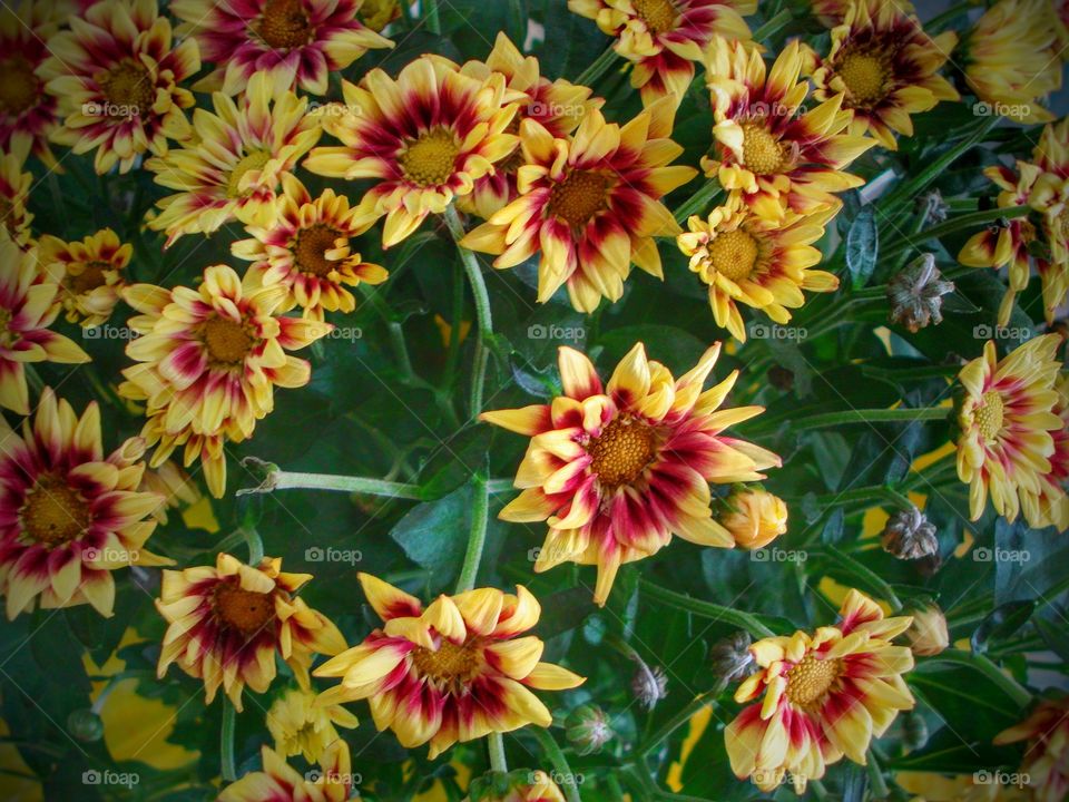 flores amarelas vermelhas