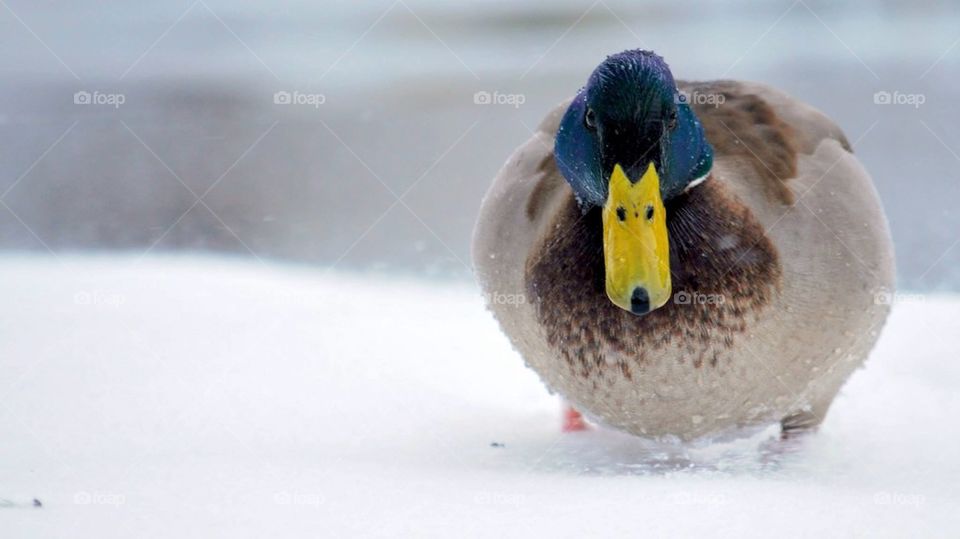 Snow Duck