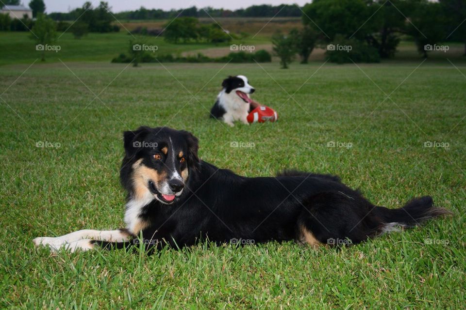 Two dogs relaxing on grass