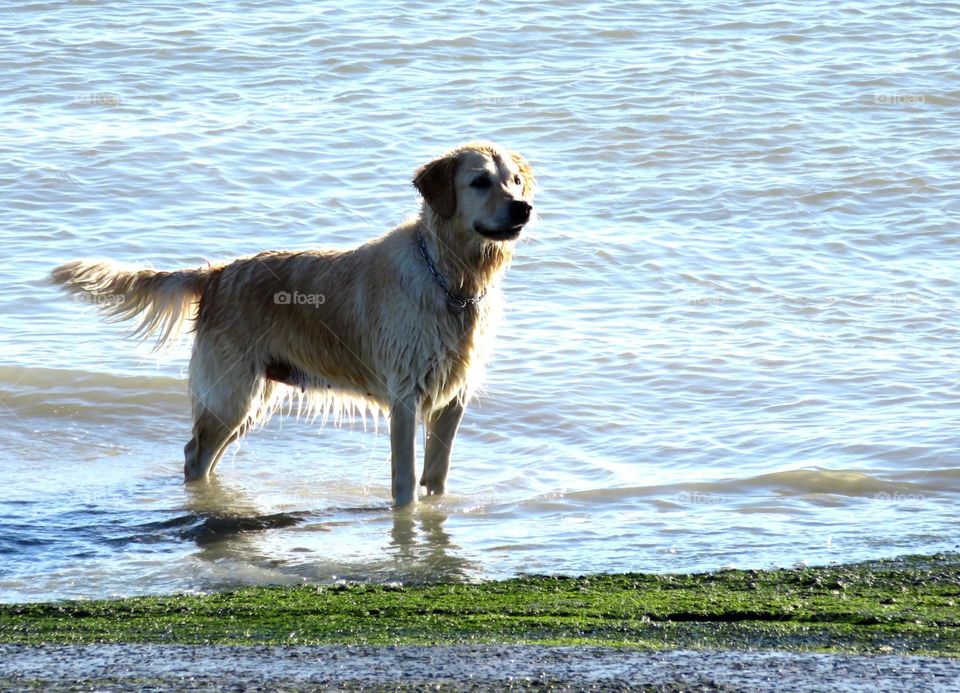 golden retriever