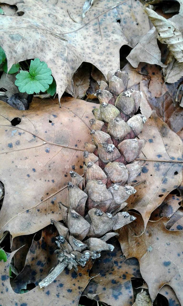 Pine Cone