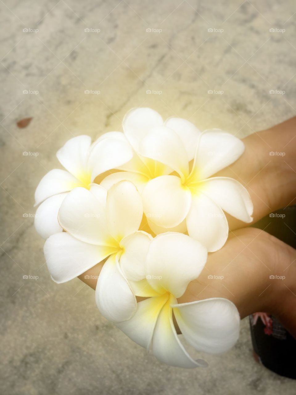White plumeria flower in hand