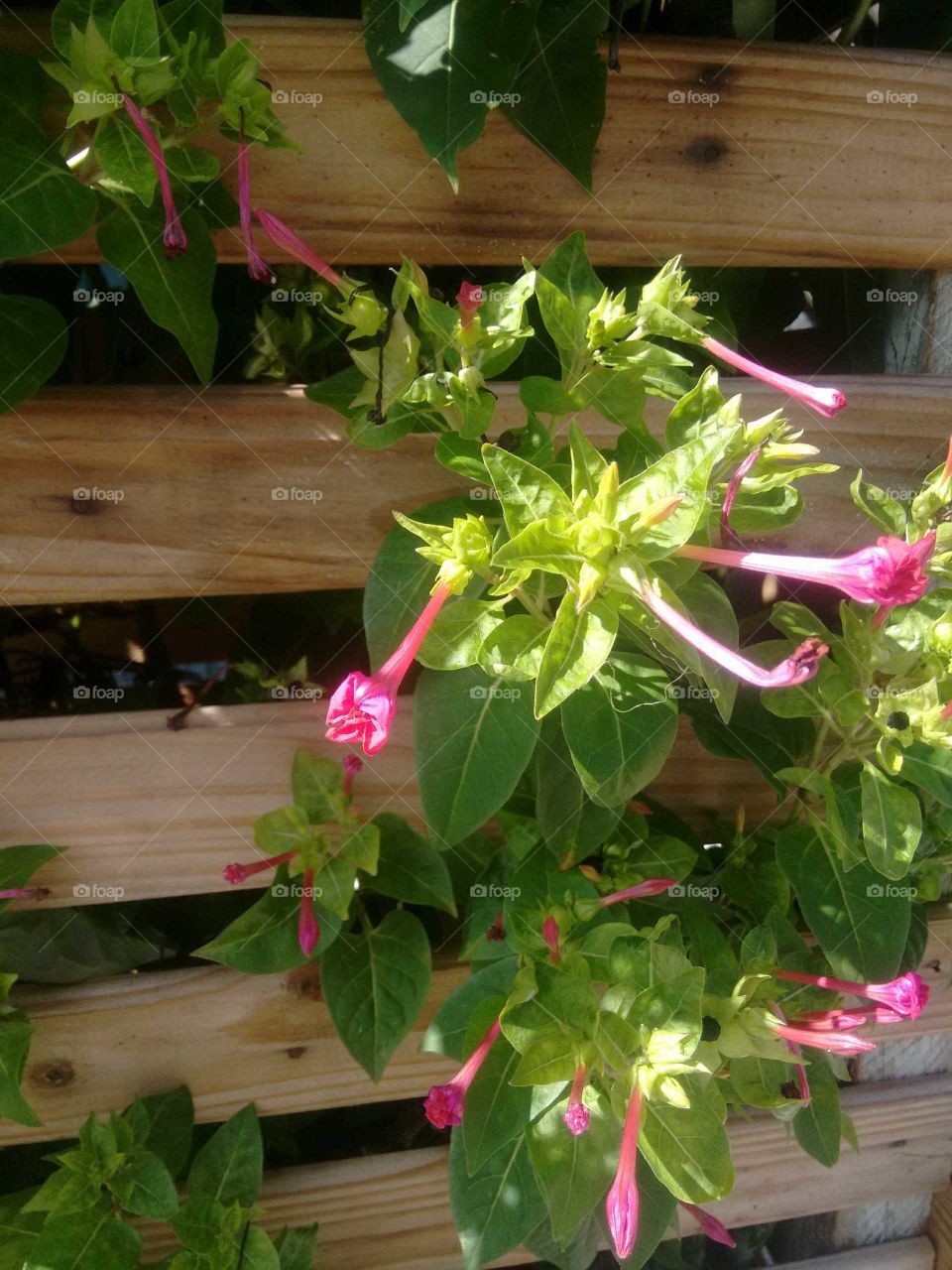 house plants in pots