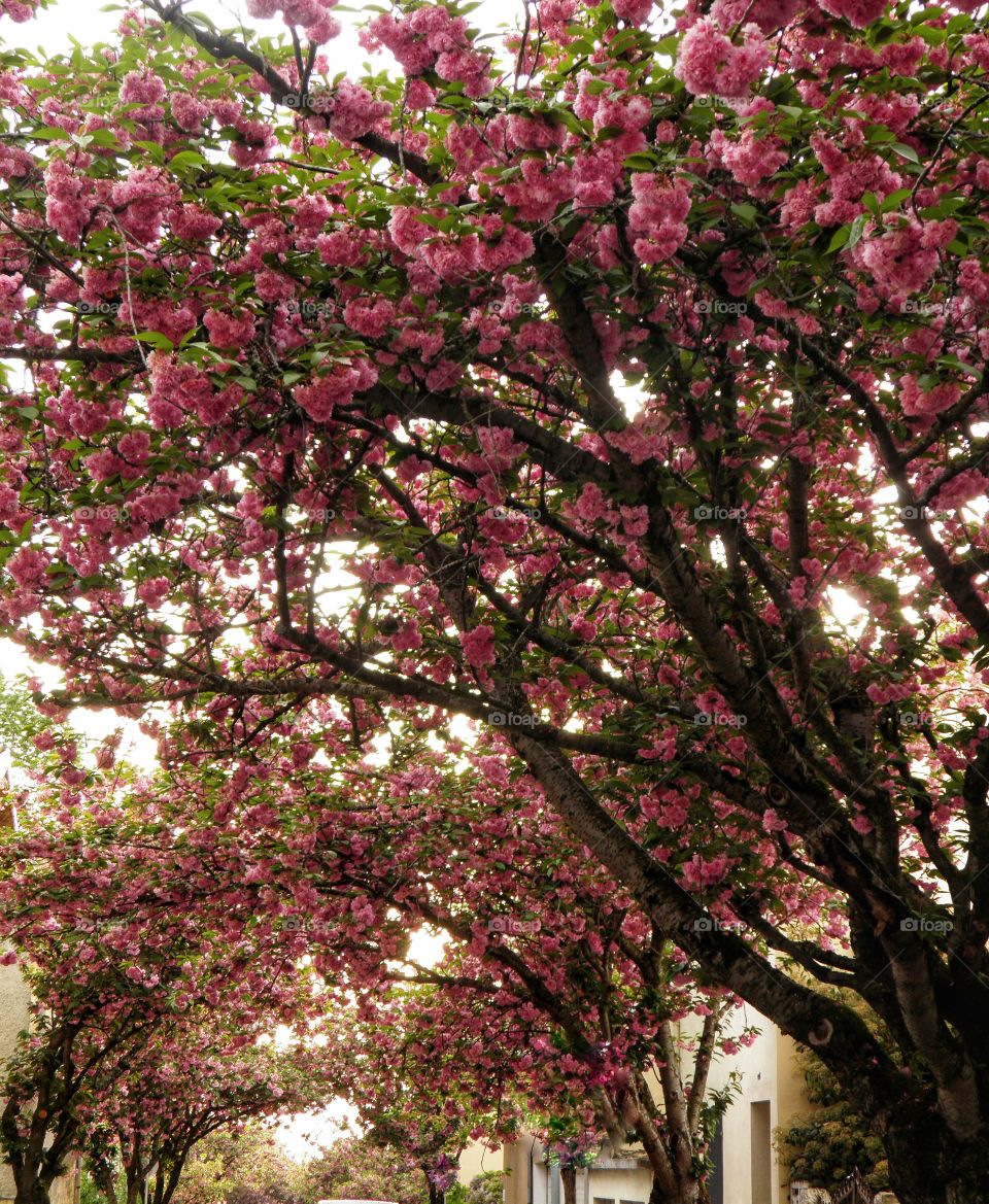 Arche de cerisiers en fleurs au printemps
