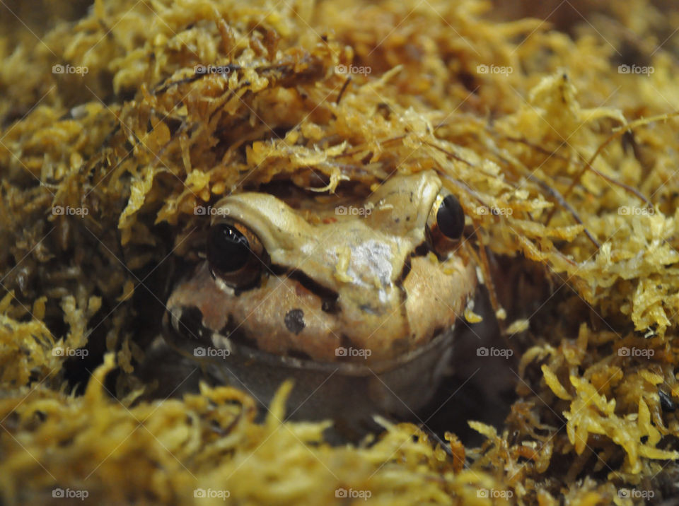 beach animal reptile landing by refocusphoto