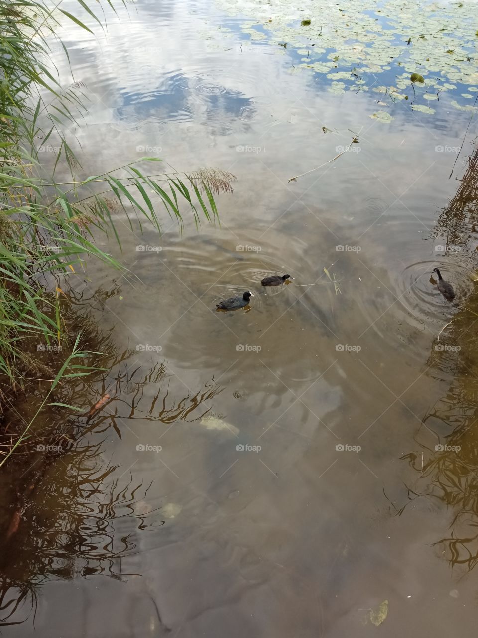 утки в озере gailezers
