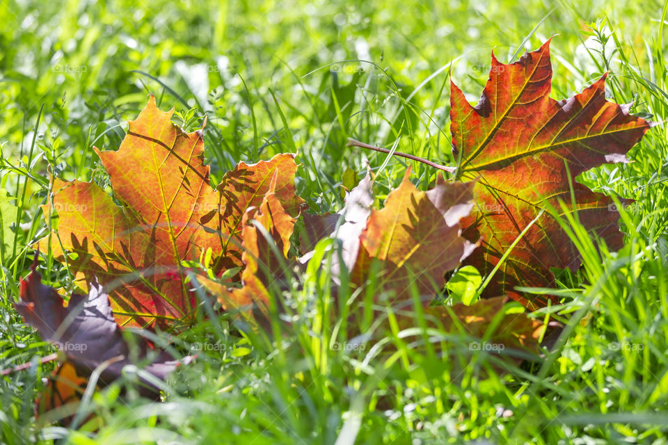 Red maple leaves in the grass. Moods of autumn.