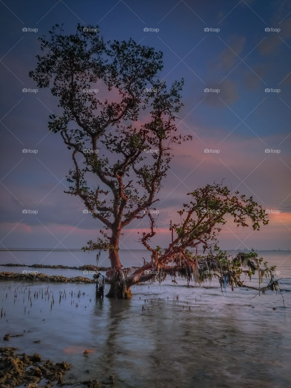 lonely tree on the beach