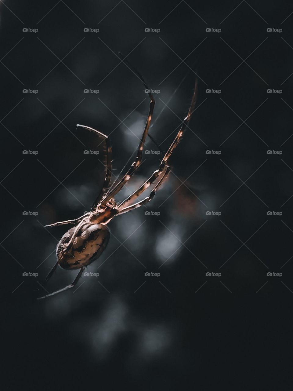 Spider, taken in 2021