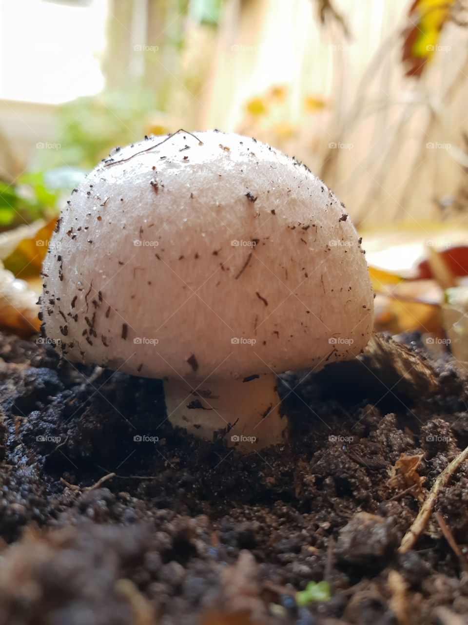 Our only ever mushroom in the garden!