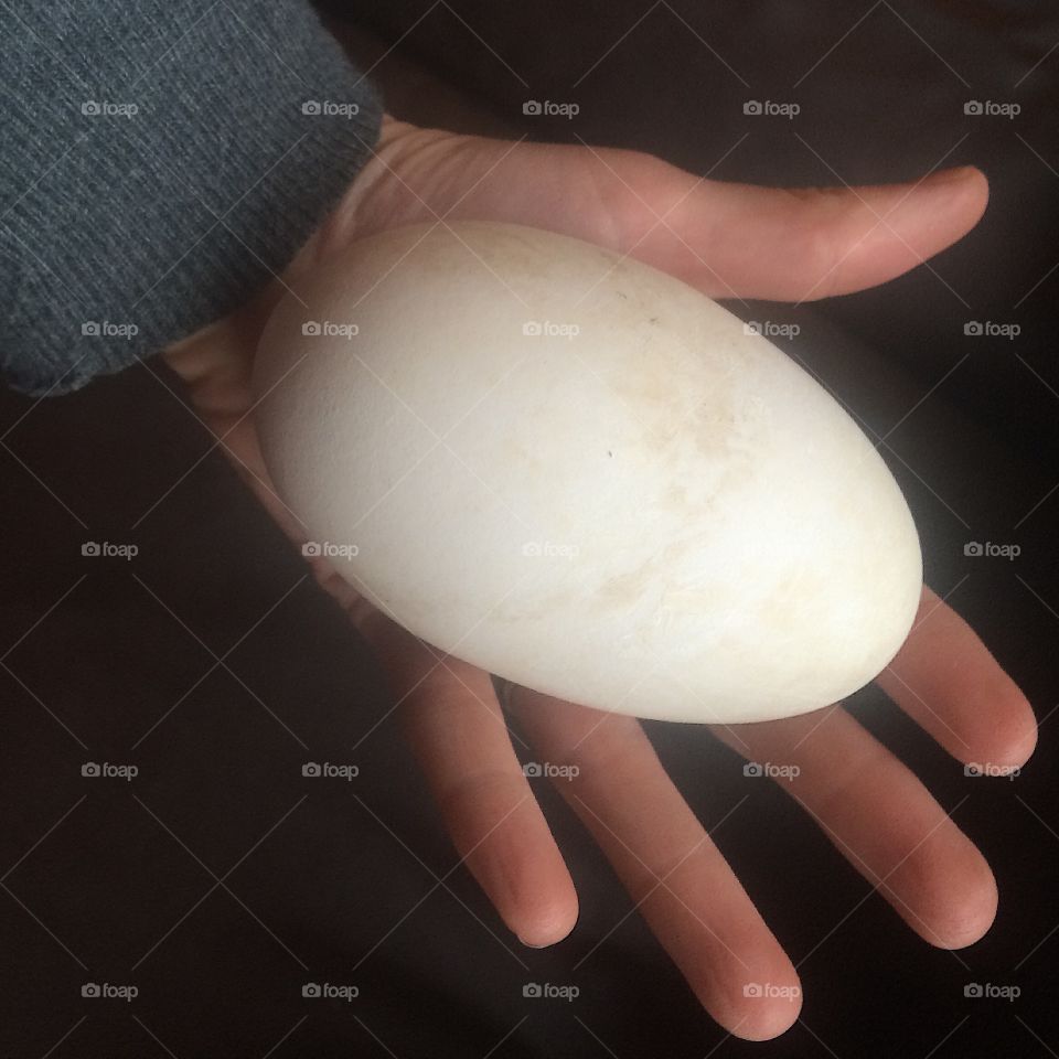 Goose egg. Goose egg in hand