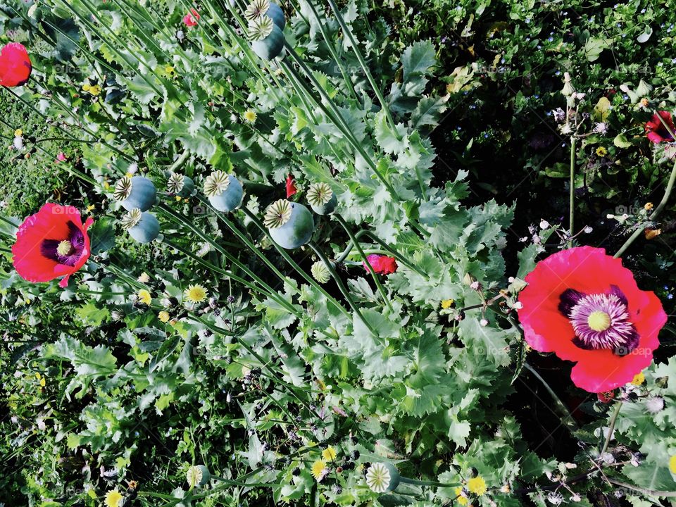Poppies growing in the allotment, London