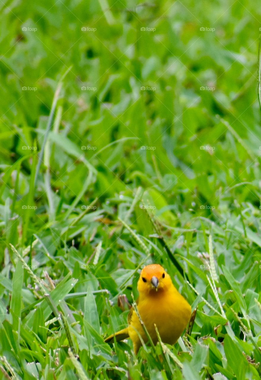 A saffron finch watching me as I photograph him.