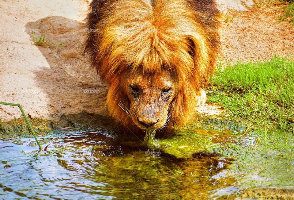 Wild Lion drinking water from a pond.