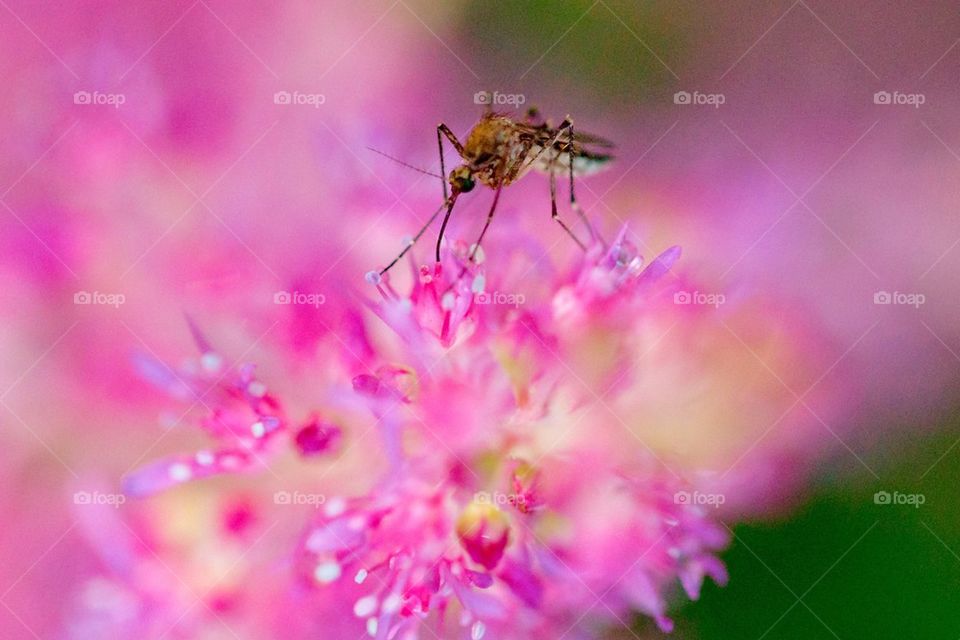 Monsieur Mosquito Goes Vegan