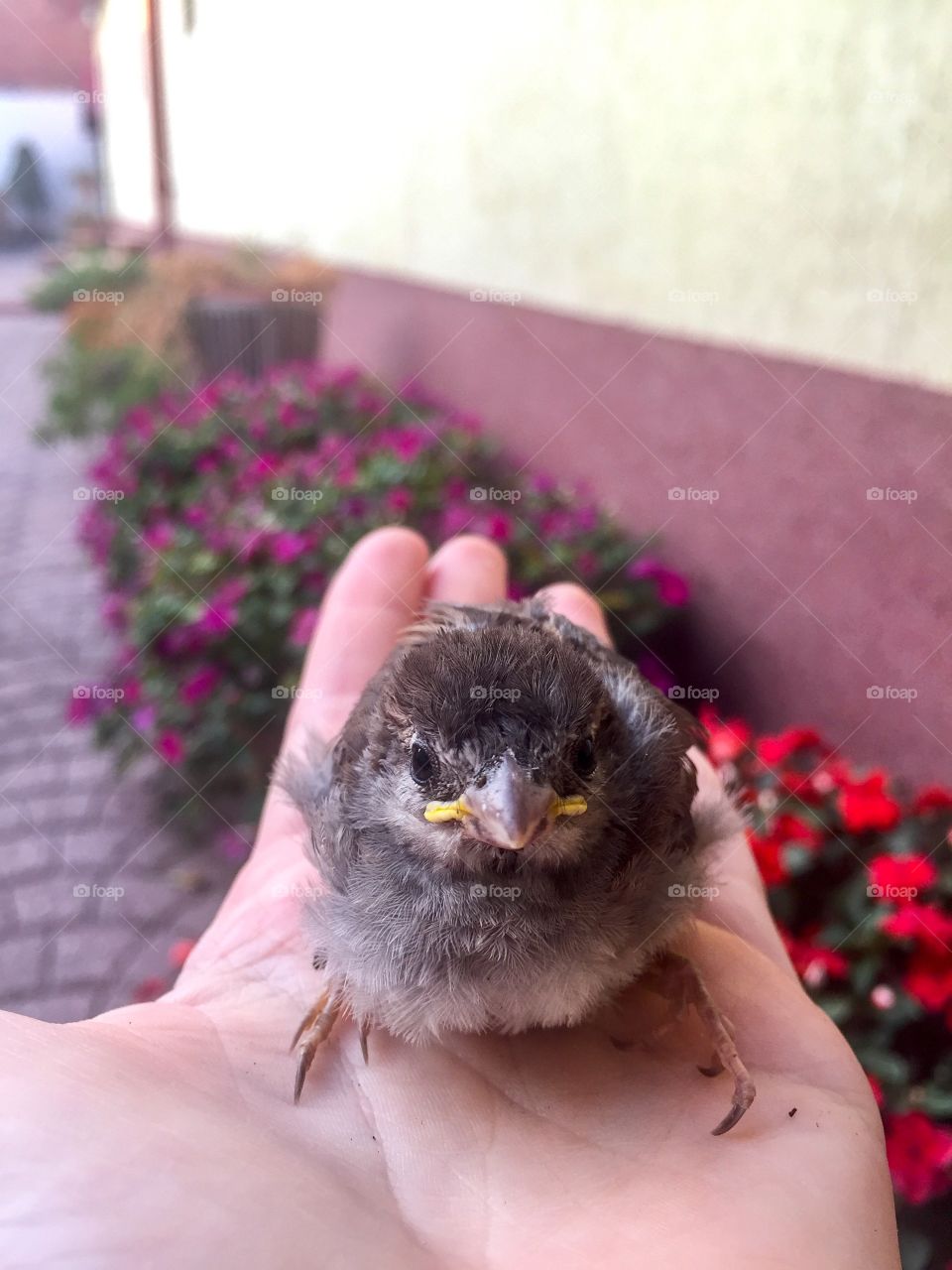 Hand holding little bird