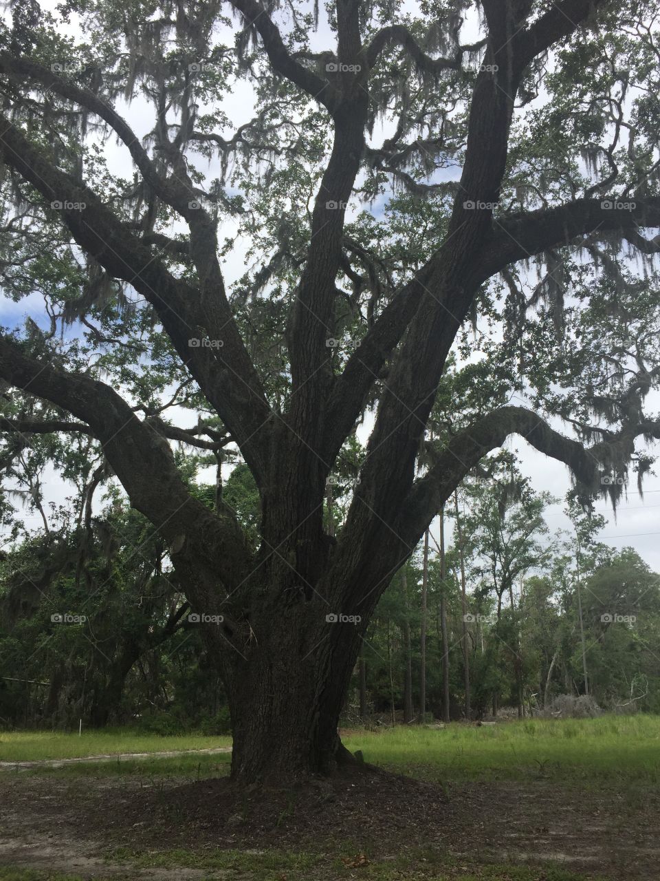 Pretty tree with Spanish moss