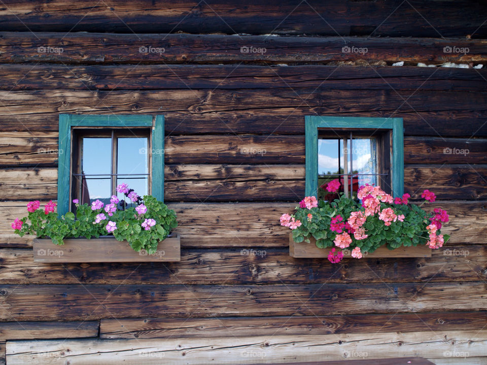 flowers wood windows house by ollicres