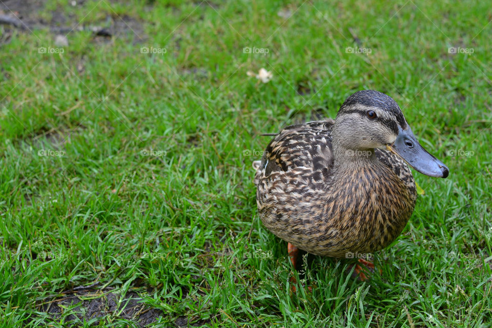 female duck on grass. Duck in Denmark on the grass