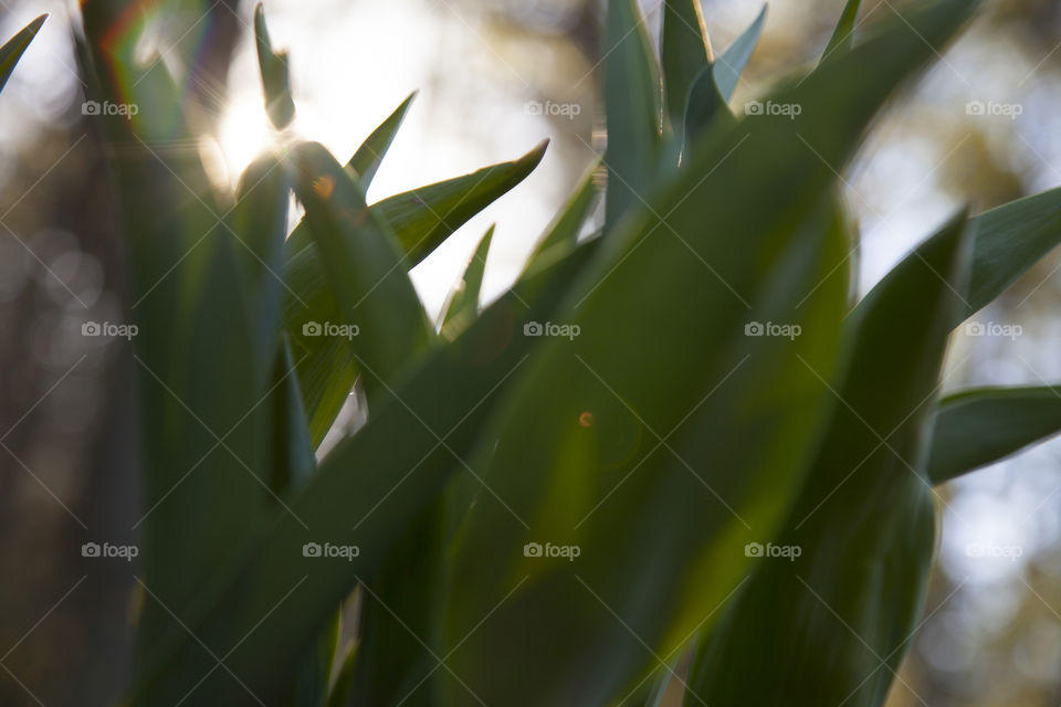 Tulips