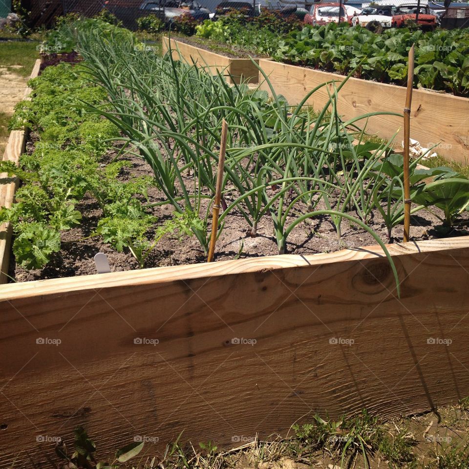 Onions Gallore. Gardening 