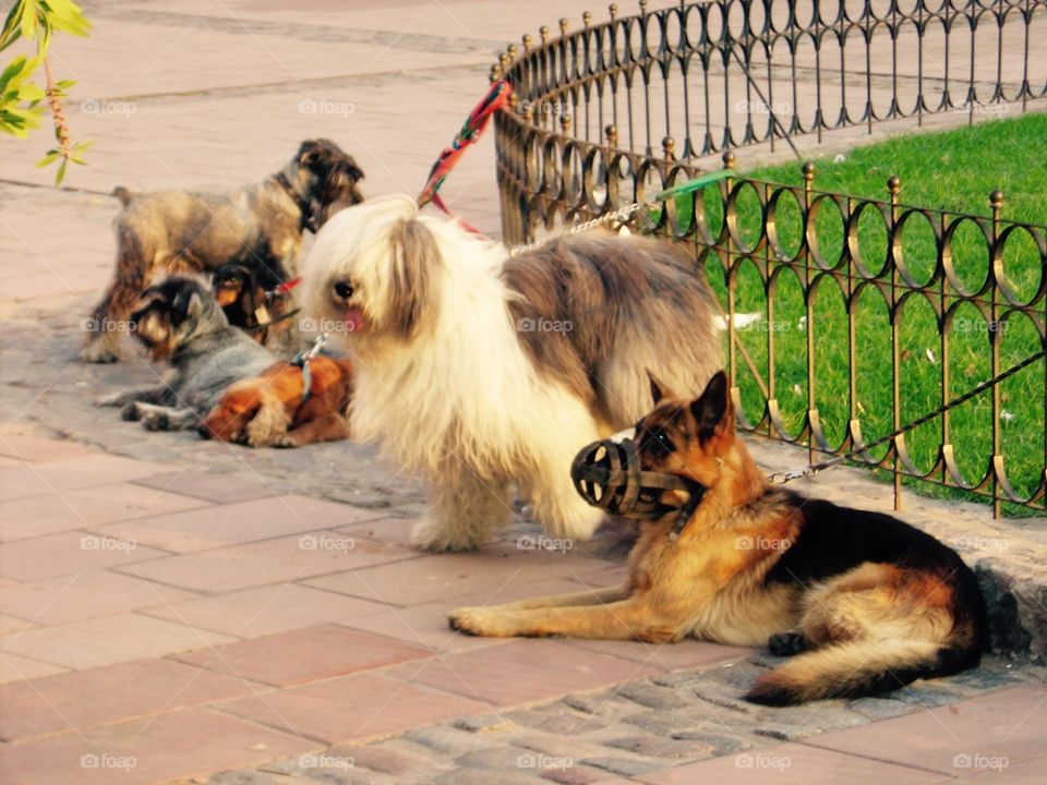 Walking Club. Buenos Aires Dogs