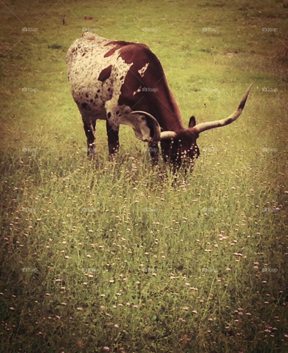 Texas longhorn 