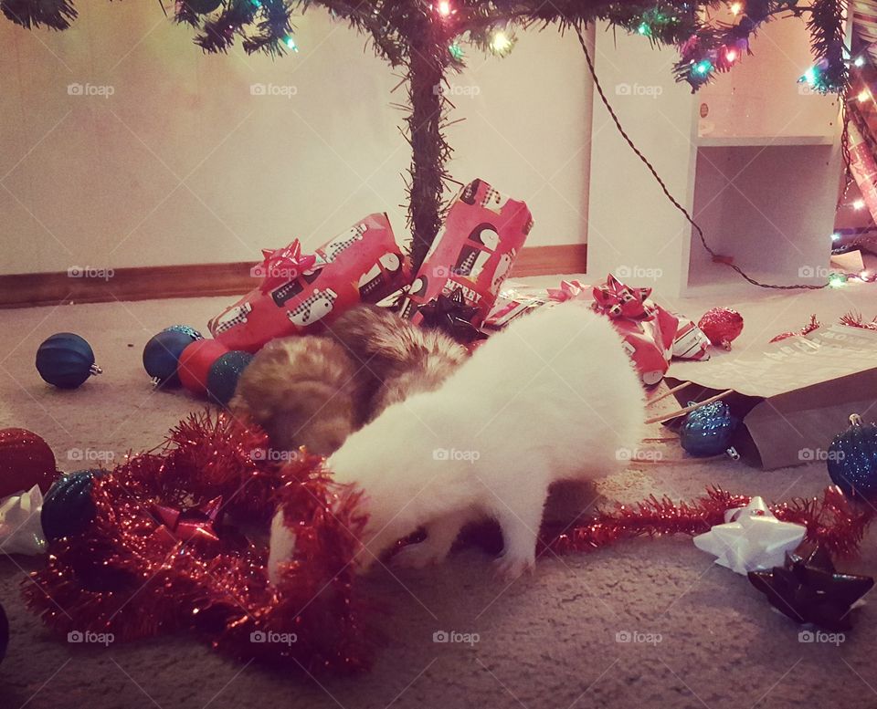 ferrets helping with holiday decorating, more like hindering holiday decorating