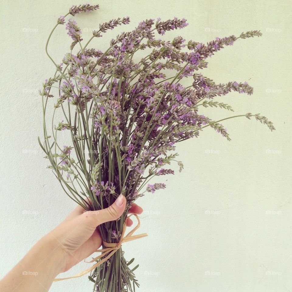 lavender flower