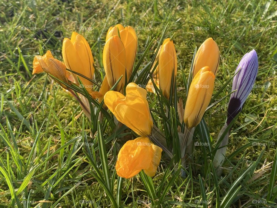 Yellow crocuses on the grass