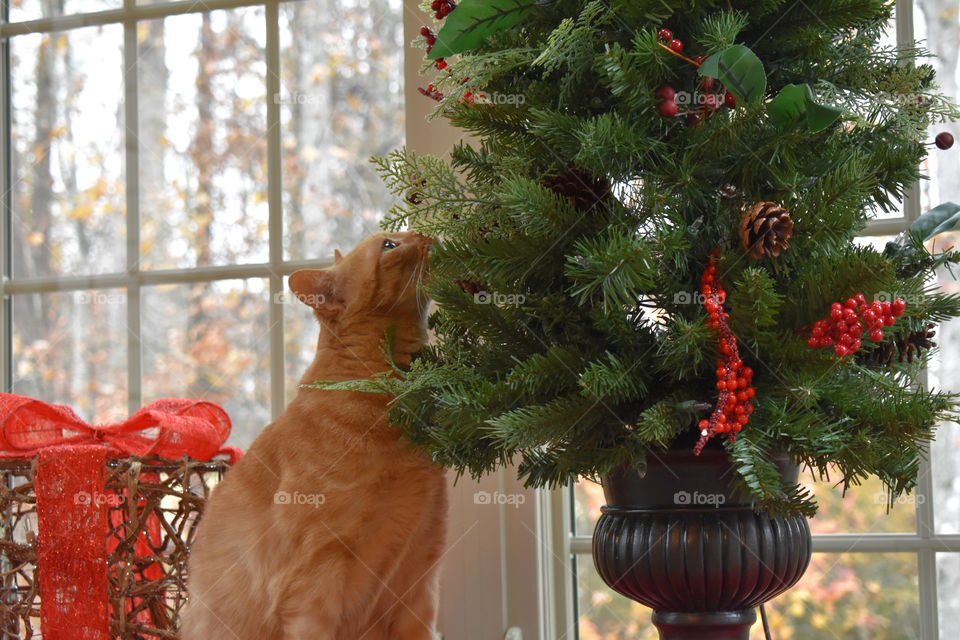Orange cat sniffing tree