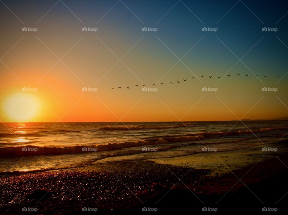 Birds in flight over the ocean just before sunset