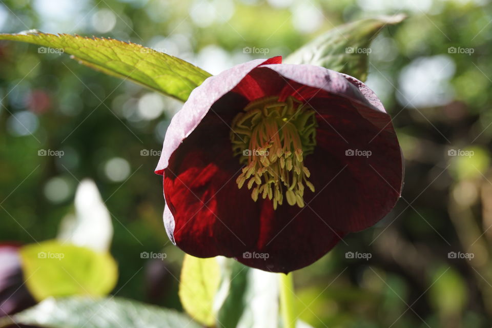 Beautiful deep red flower basking in the warm Spring sunshine 