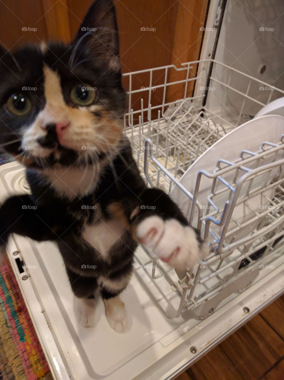 Cat in Dishwasher