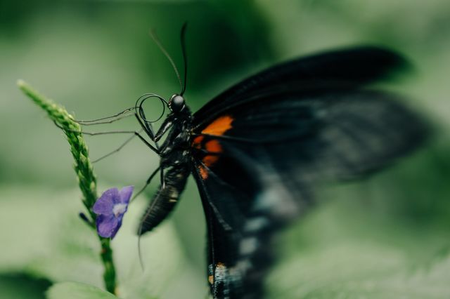 Beautiful butterfly