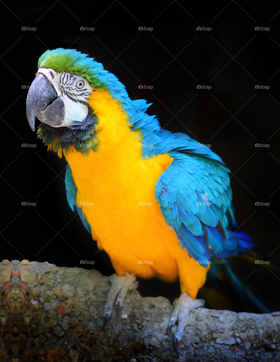 Blue and Yellow Macaw,  Parrot