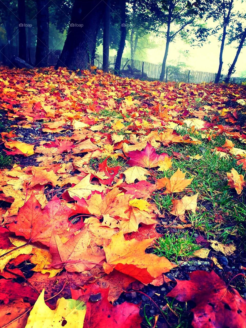 sooo autumn🤗🤗🤗🍂🍂🍂🍁🍁🍁