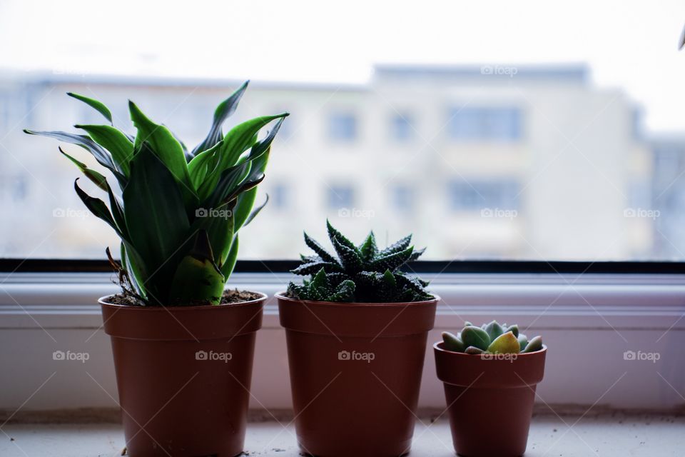 Baby Plants