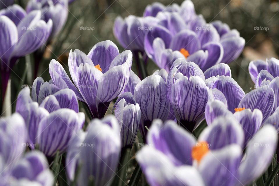 Close up or macro of spring flowers 