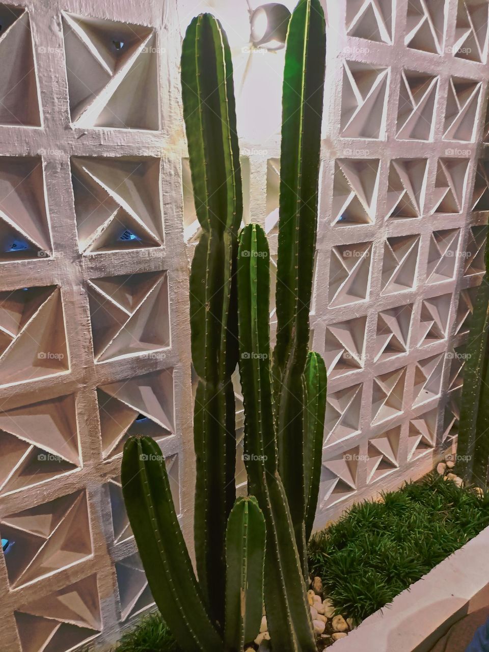 Cereus cactus on white textured wall background.