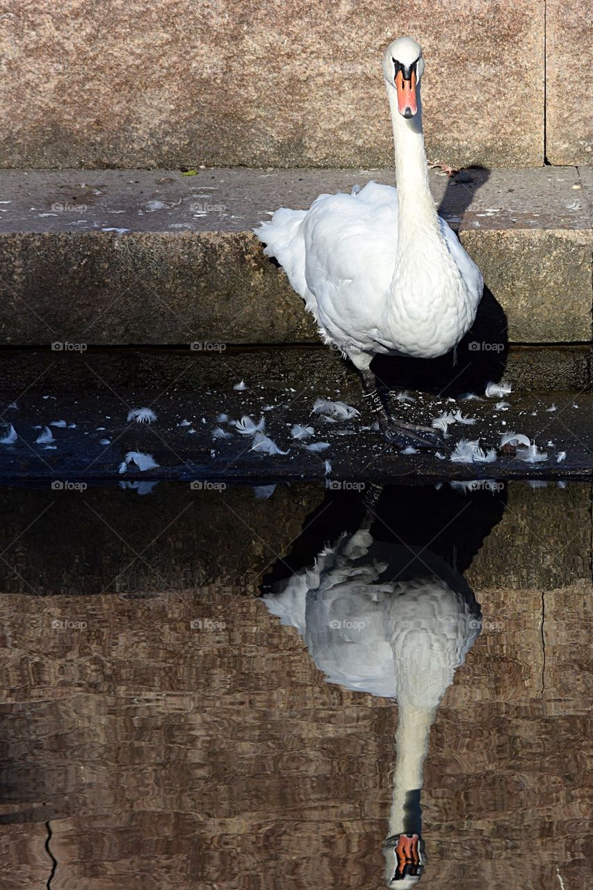 Swan doing morning grooming